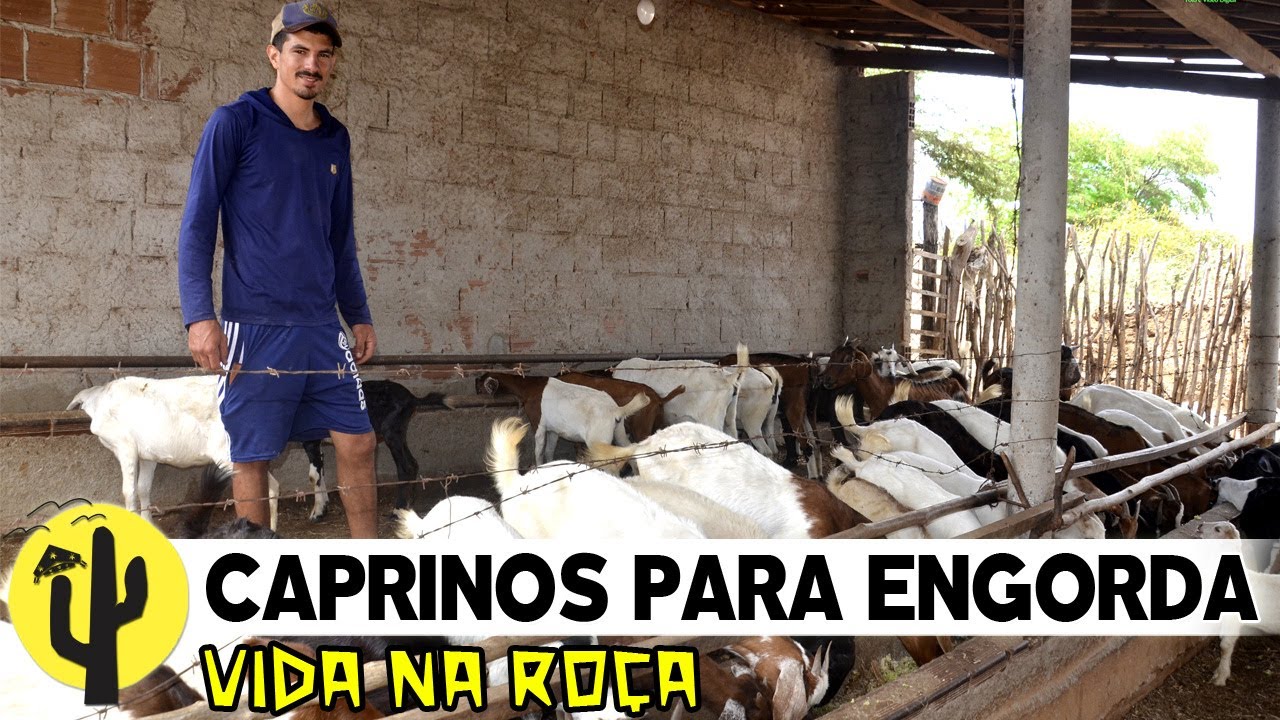 [VIDA NA ROÇA] FAZENDA MORADA NOVA | EDGLEI Filho mostra um Lote de Caprinos que estão na Engorda 🌵