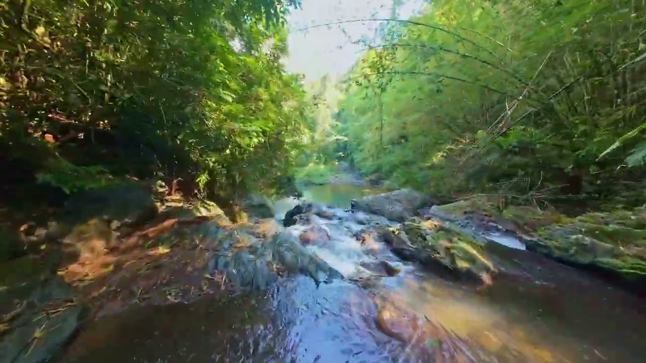 Hermoso Río en Las Marías , Puerto Rico DJI Avata 2