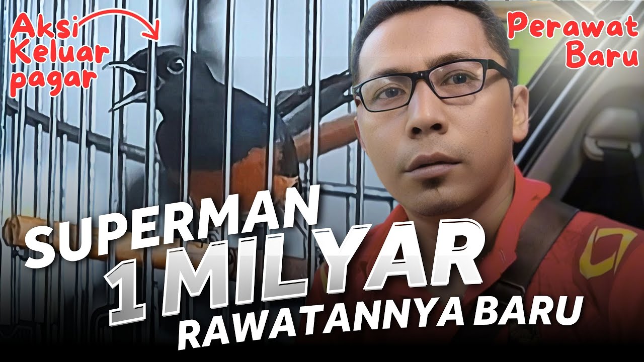 RAWATAN MURAI SUPERMAN BARU 🔥🔥 JUARA 1 & 3  di PRASASTI