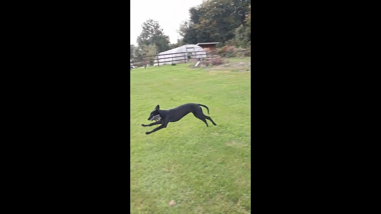 Irish Greyhound Puppy Having fun