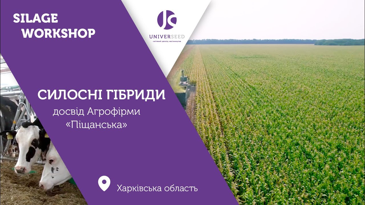 Вирощування силосних гібридів UNIVERSEED на силос: досвід Агрофірми 