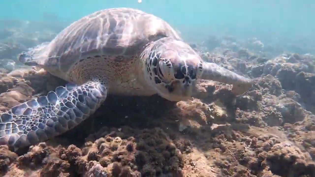 Egypt,Marsa Alam, Shams Alam, National reserve sea and desert Wadi Gimal. Avril, May, September 2024