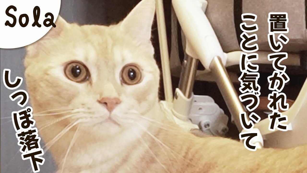 置いてかれたと気づいた猫、ひとりで激おこになるまで
