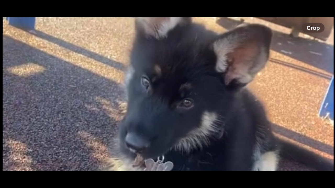 FUE MUY CORTA LA VIDA DE MAX