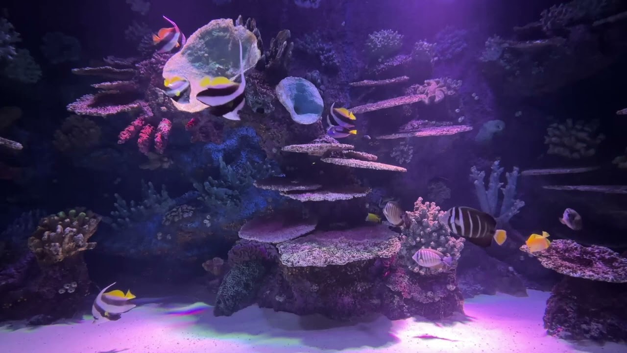 RELIEVE STRESS AND FREE YOUR MIND AQUARIUM SOUNDS