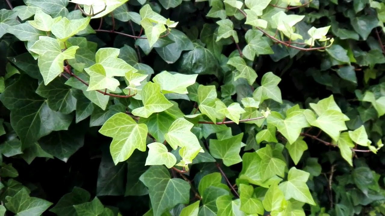Hedera helix (English ivy)