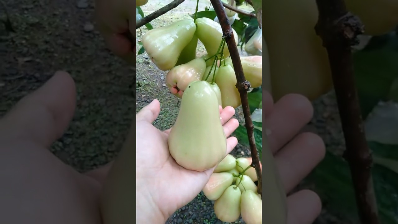 Keunggulan jambu air madu deli hijau #jambuair #jambumadudeli