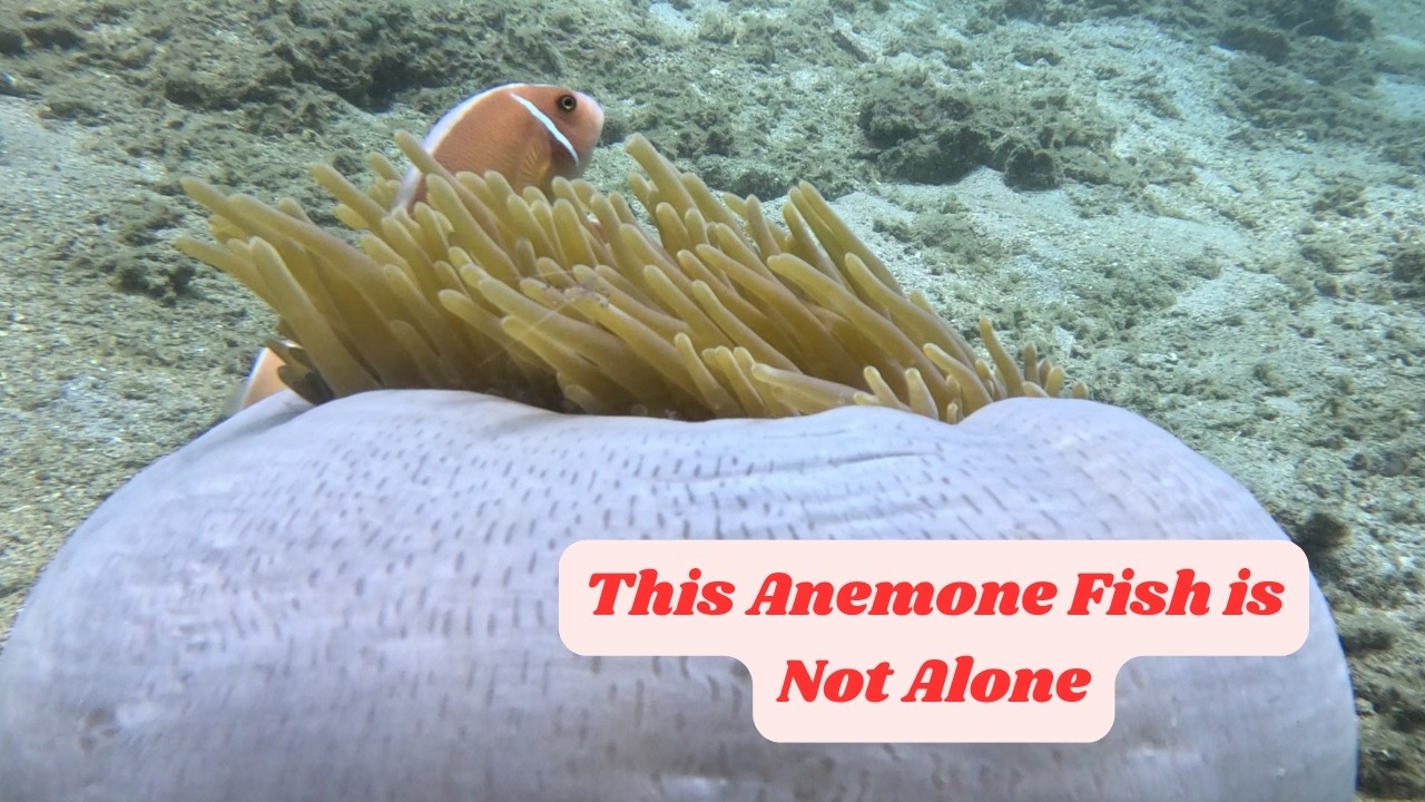 Can You Spot Who is Hanging Out with the Anemone Fish?