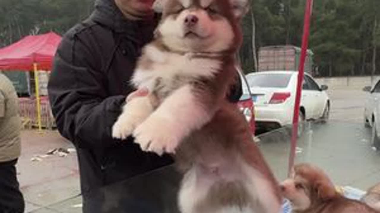 今天教你怎么在狗市淘健康小狗！疫苗没打完小狗还是风险比较大。狗市都是流动商贩还是要自己检测好。#狗市 #贵阳狗市 #贵州狗市 #贵州狗市怎么去#新手养狗
