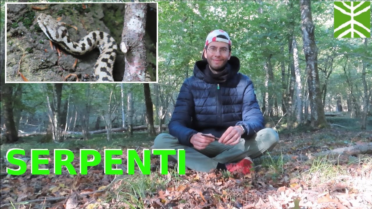 Animali in Val Grande ep. 10 - Serpenti