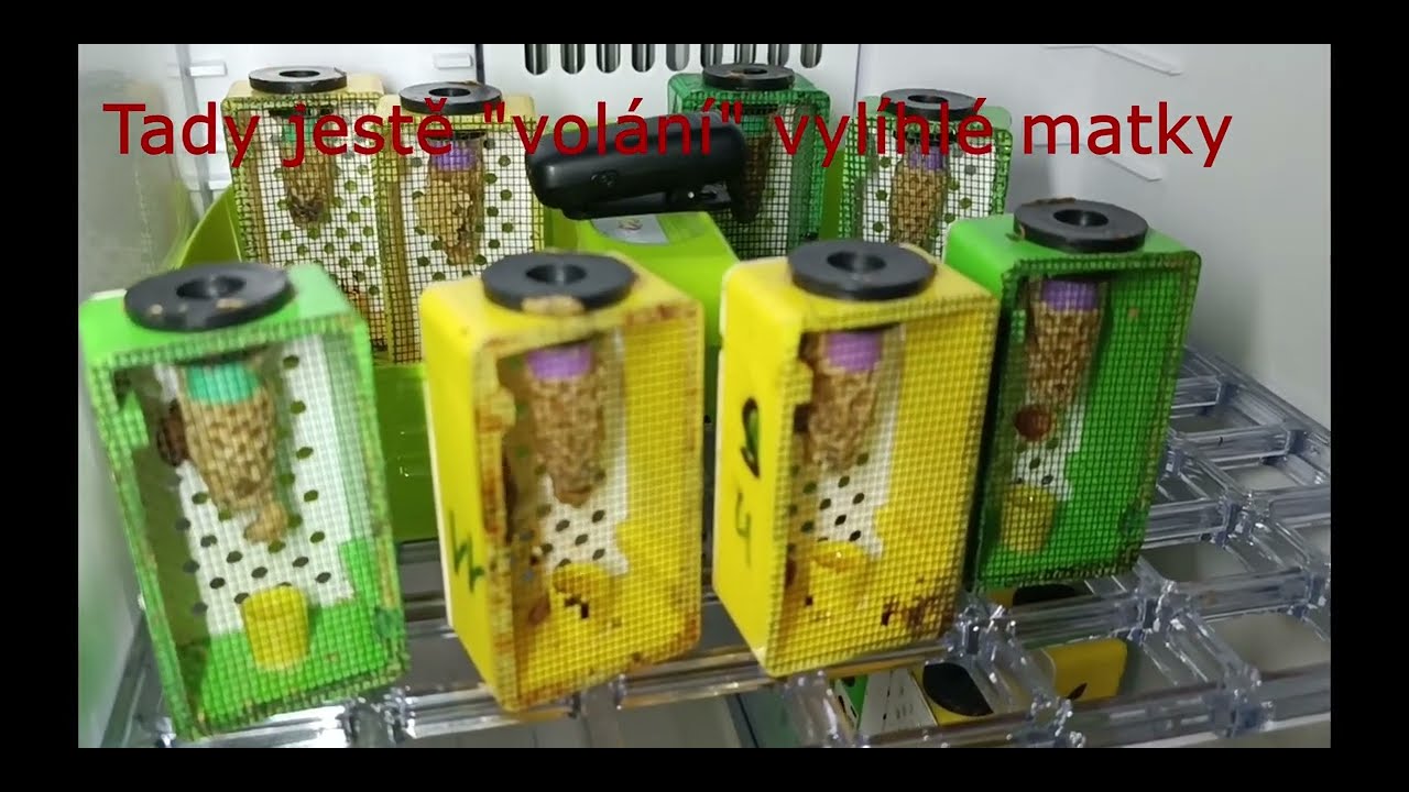 19.5.2024 Plnění oplodňáčků + matky vylíhnuté v inkubátoru.