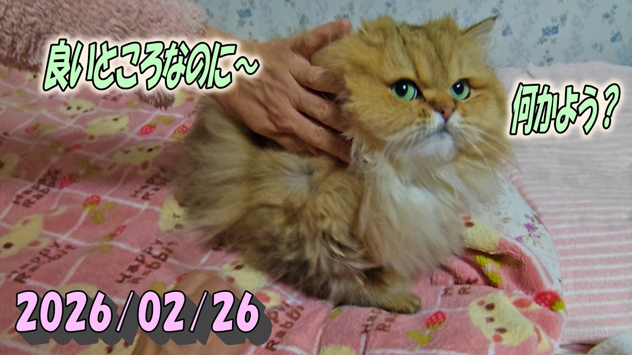 朝から大好きなママに毛繕いされて大満足のひとみ　Persian cat Hitomi's relaxing days　2026/02/26