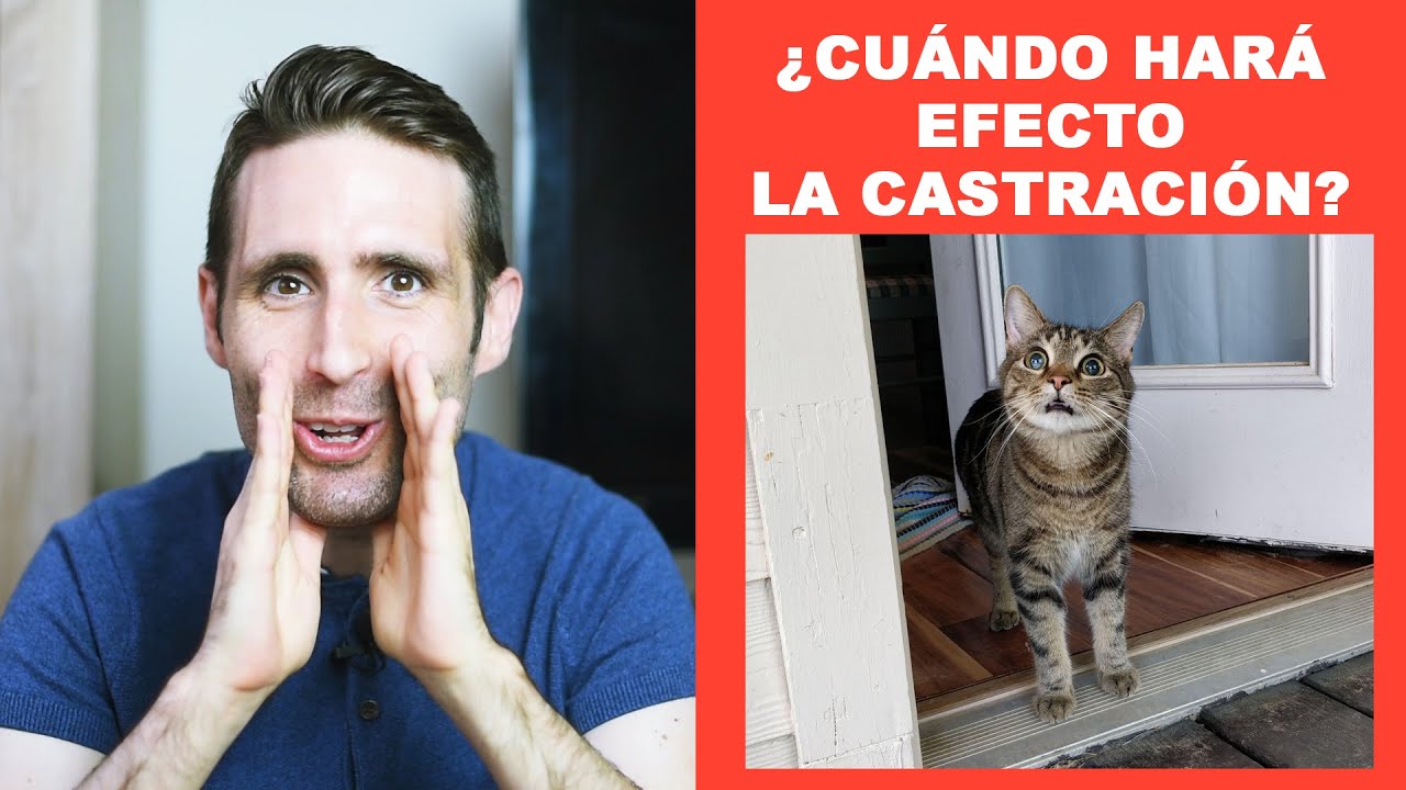 ¿Cuánto tiempo tarda en notarse la castración de mi gato?