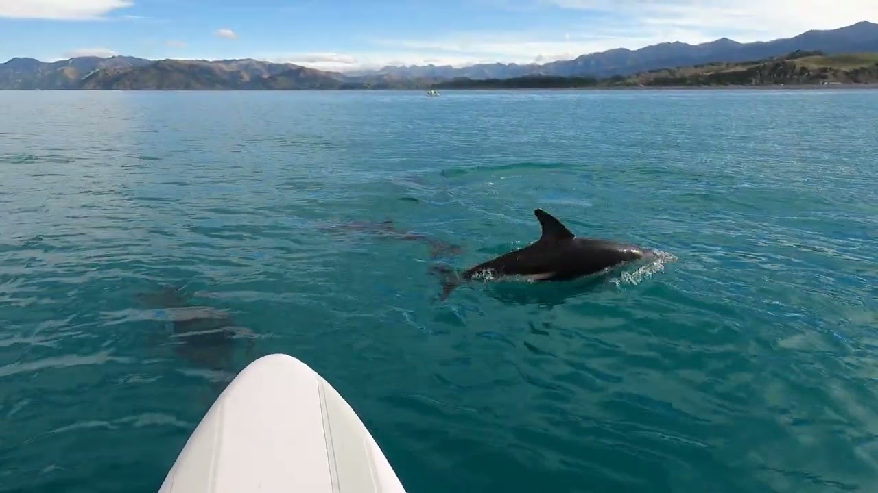 Dolphins!! Kaikoura New Zealand