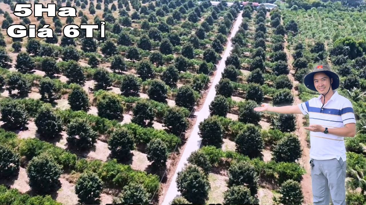 “ Không Thể Tin Nổi “ sao mà rẻ thế. Sầu riêng đang thu mạnh, 600m mt bê tông, nhà cửa kiên cố !