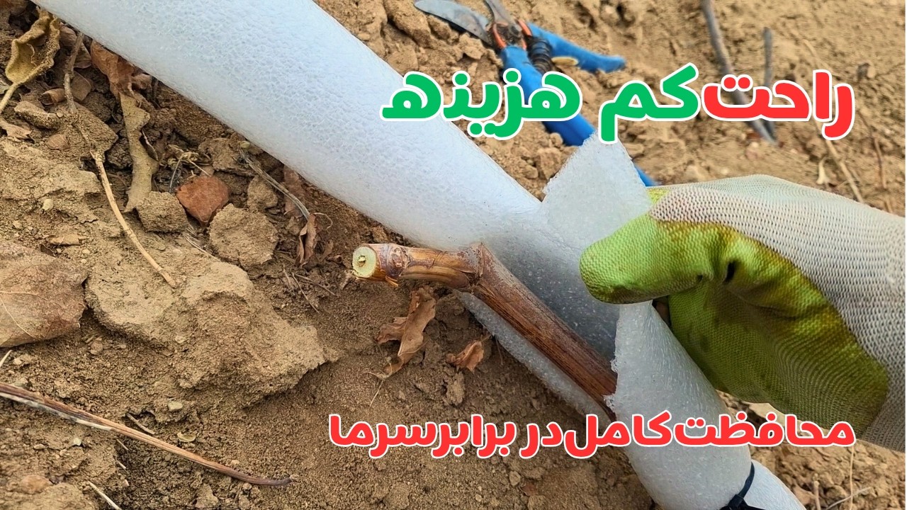 محافظت کامل نهال انگور در زمستان | هرس و مراقبت شاخه‌ها