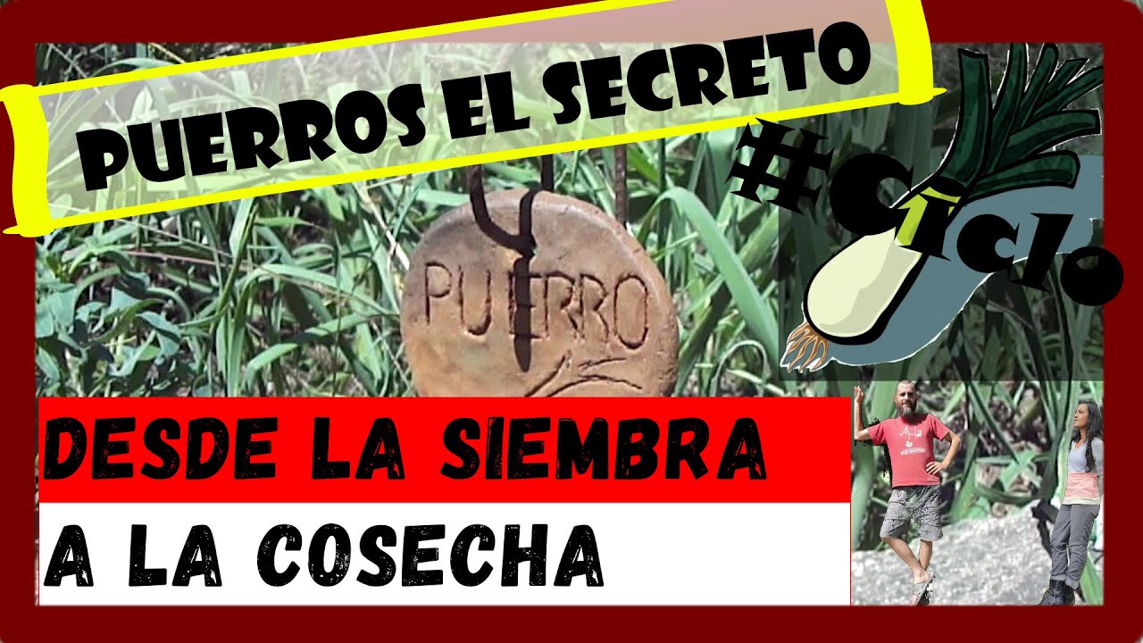 Como sembrar PUERRO 🥬| Como cosechar Puerro | Como cultivar Puerro | Ciclo completo