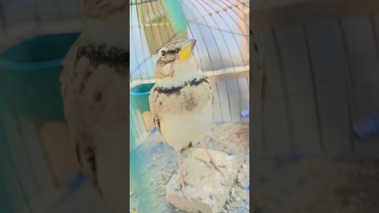 My bimaculatedlark singing video like subscribe must be 