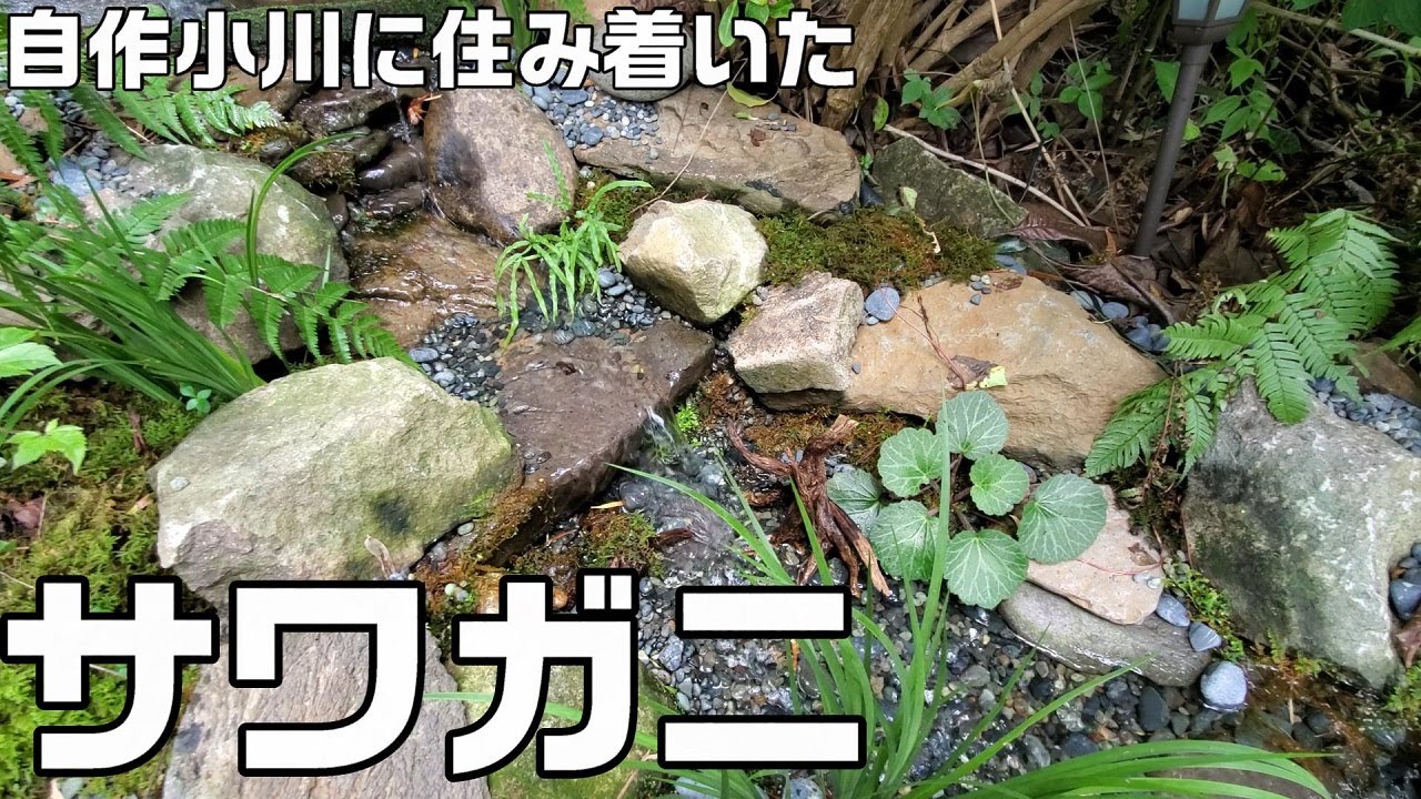 庭に一から作った小川完成後１か月、サワガニが住み着きました＆小川の補修と７月の庭池ビオトープにやってくる生き物たち。
