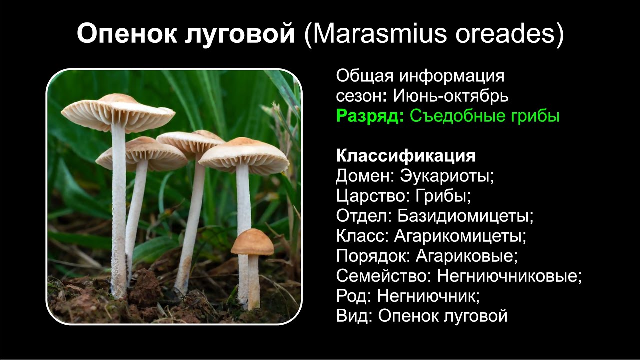 Опенок луговой (Marasmius oreades)