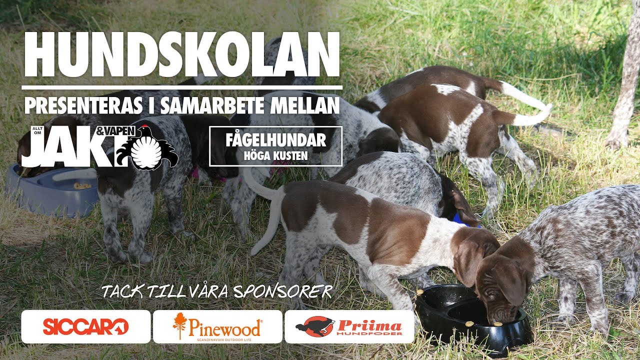 Hundskolan: En valp i hemmet