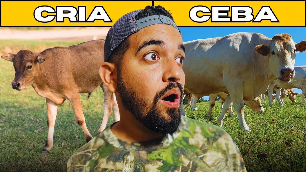 ✅ CRÍA vs CEBA vs LEVANTE ¿Cuál es MEJOR?