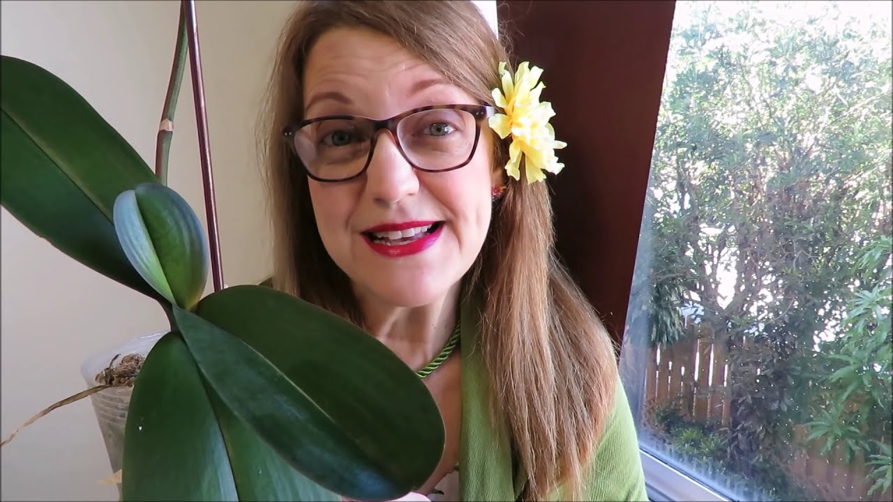 Orquídea que rescaté sin raíces progresó con cambio de Musgo al mejor sustrato. Episodio 150