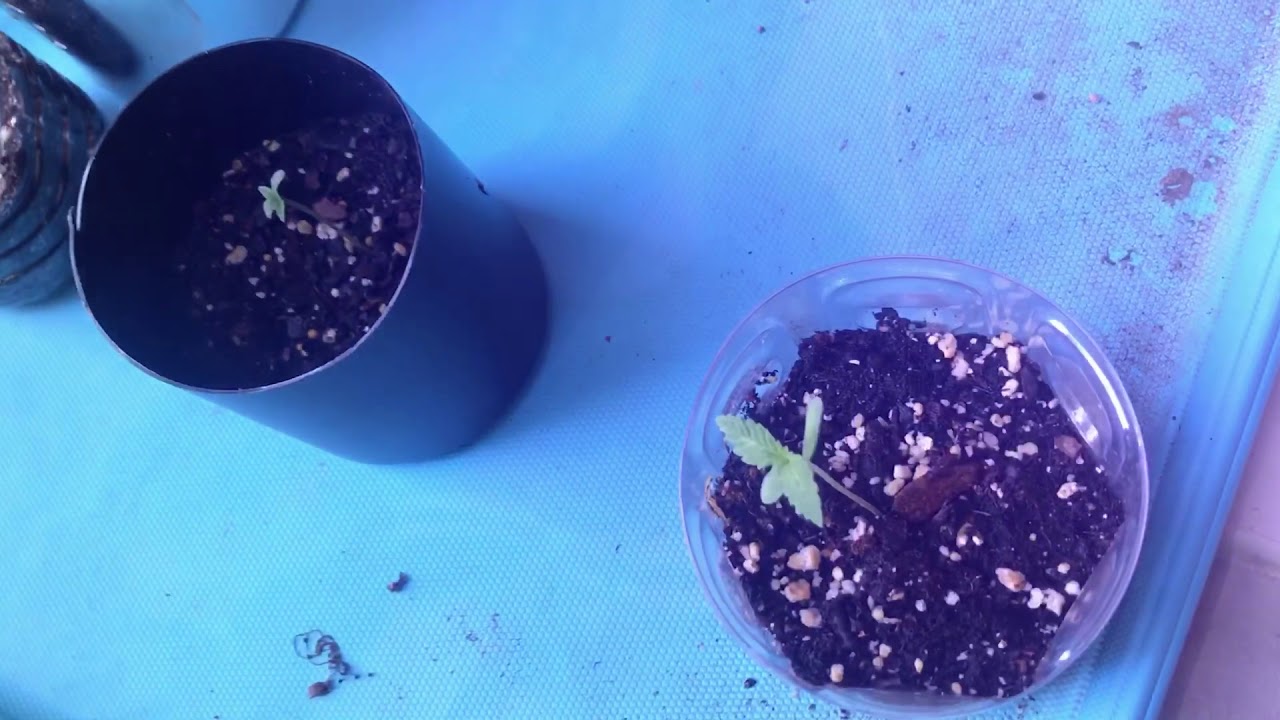 420 Outdoor Grow-Episode 3 The Comeback #Strain Platinum OG