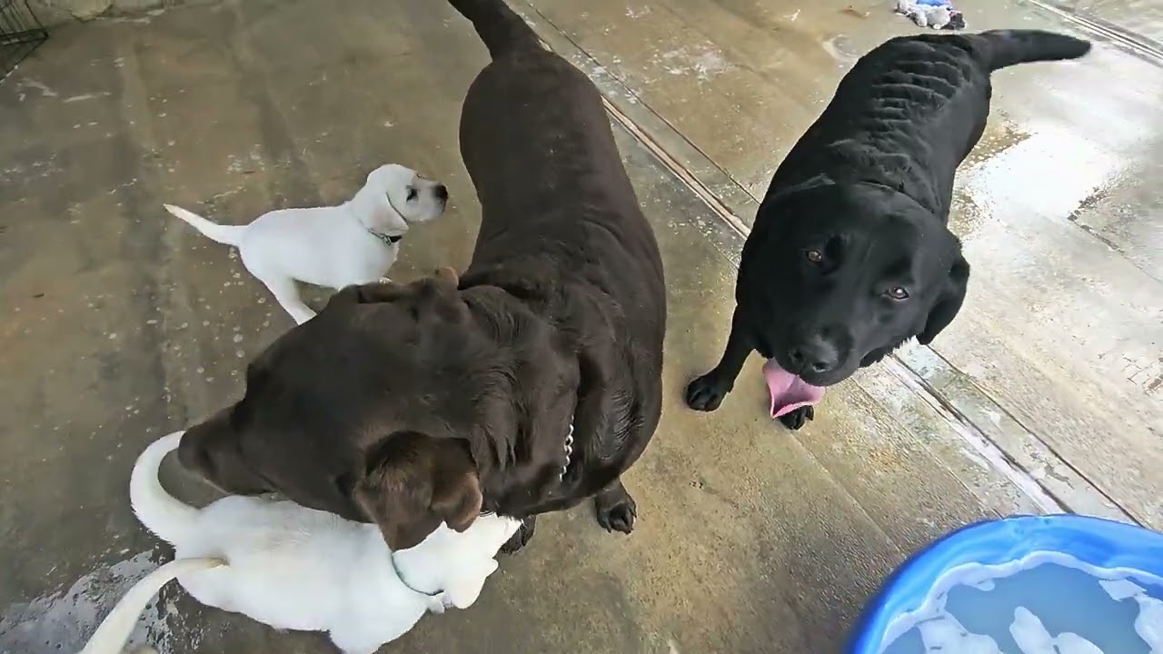 Labrador Puppies, 7 weeks old, May 2025