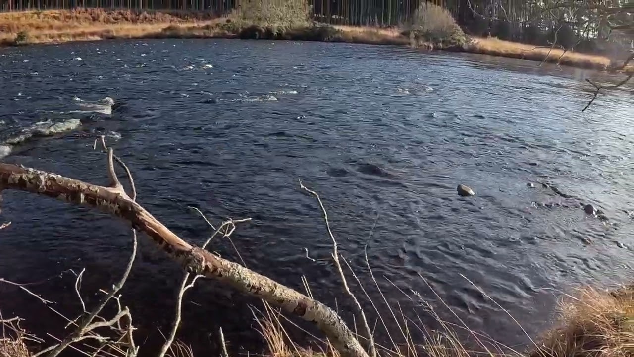 Scottish Salmon spawning