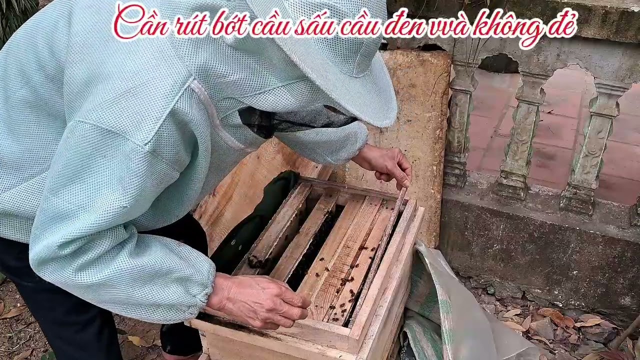 Các bước cho đàn ong mật phát triển tốt nhất trong mùa đông giá lạnh này 