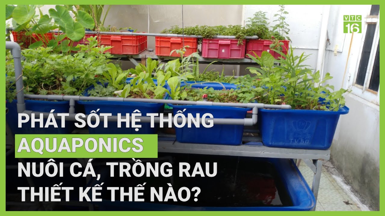 Mô hình Aquaponics: Nuôi cá, trồng rau ngay sân thượng | VTC16