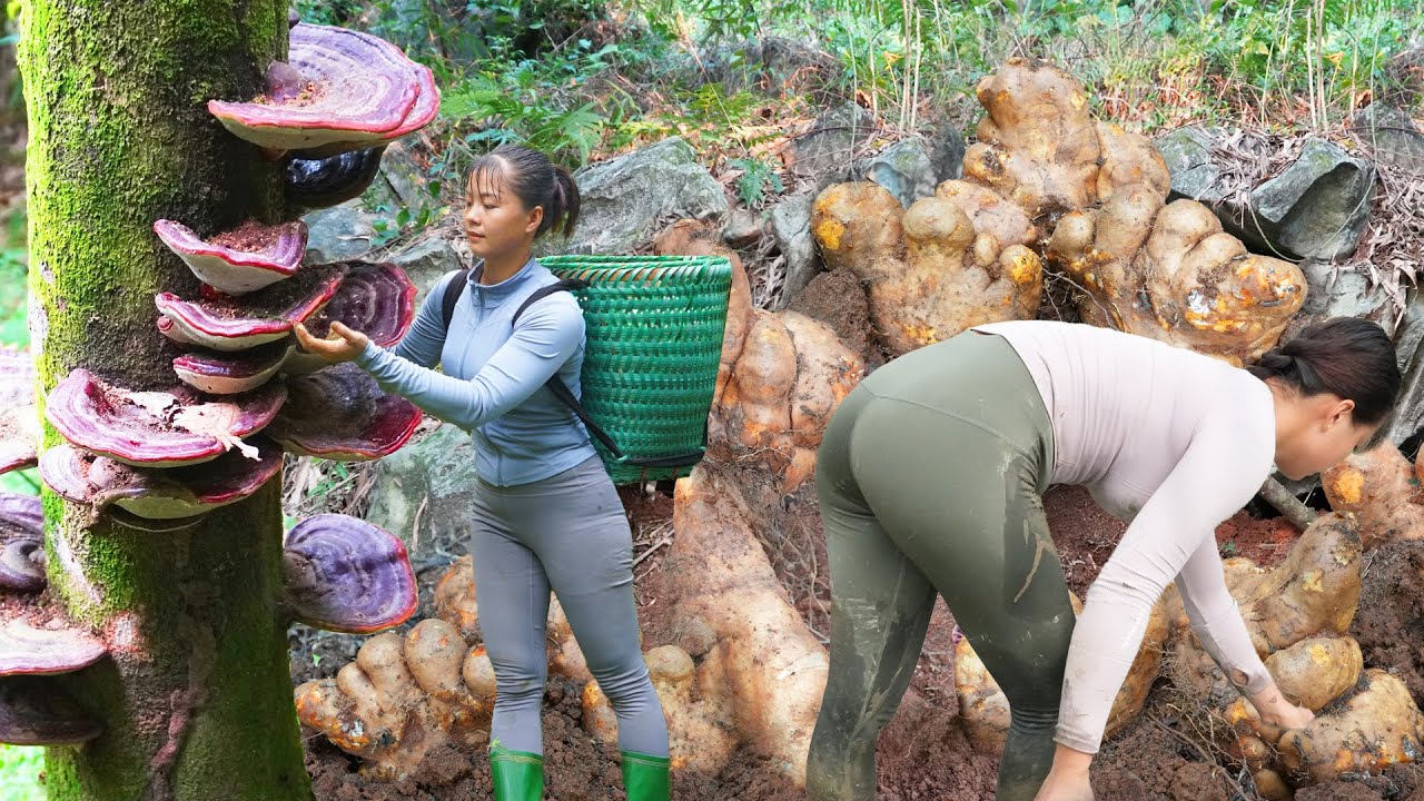 TIMILAPSE --800 Hours Harvest Many Big Wild Tuber, Wild Mushrooms, Wild Ginseng Go To Sell