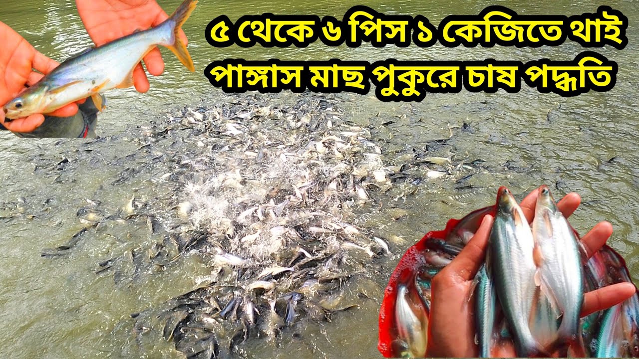 ছোট ও বড় সাইবের থাই পাঙ্গাস মাছ পুকুরে চাষে সফলতা ও খাদ্য নিরাপত্তা|| ফোন নাম্বার: 01710933563