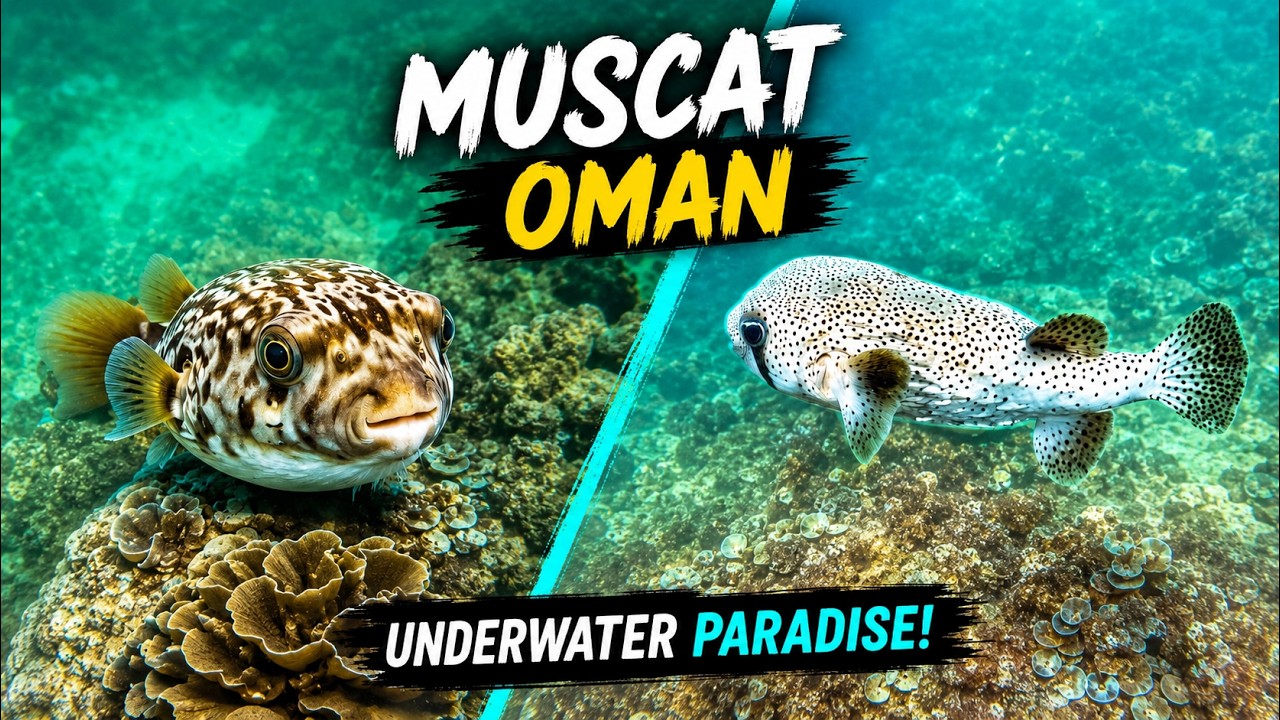 Underwater Beauty 🐠🌊 | Puffer Fish, Coral Reefs & Marine Life | Marathi Vlog