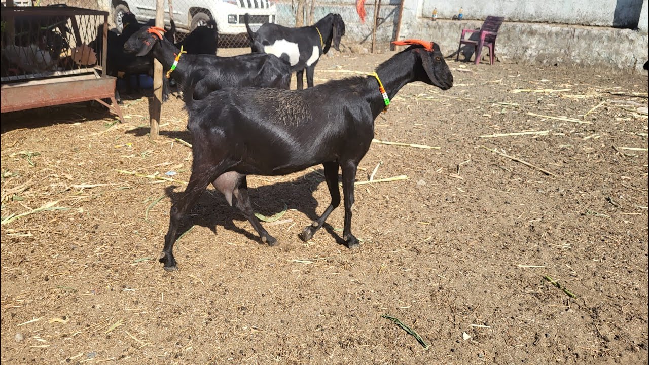 Osmanabadi kuri saknike Lucky kuri farm solapur 9740927905