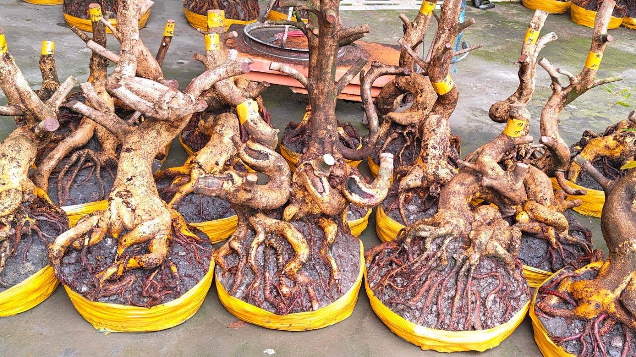 NHUNG 0966023980 ngày 6/2 gl lô phôi mai vàng giảo dáng lắc lượng bông chùm cánh to 