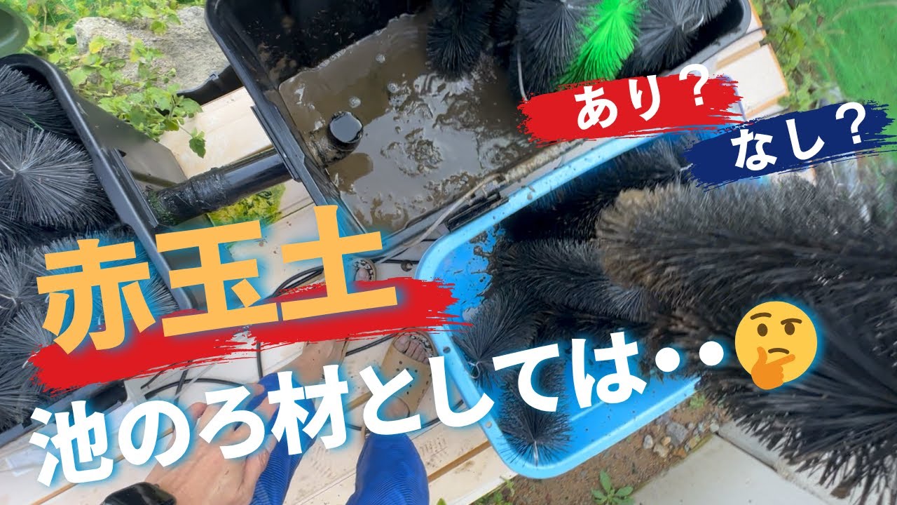 錦鯉　屋外池の冬支度！　赤玉土は池のろ材としては・・