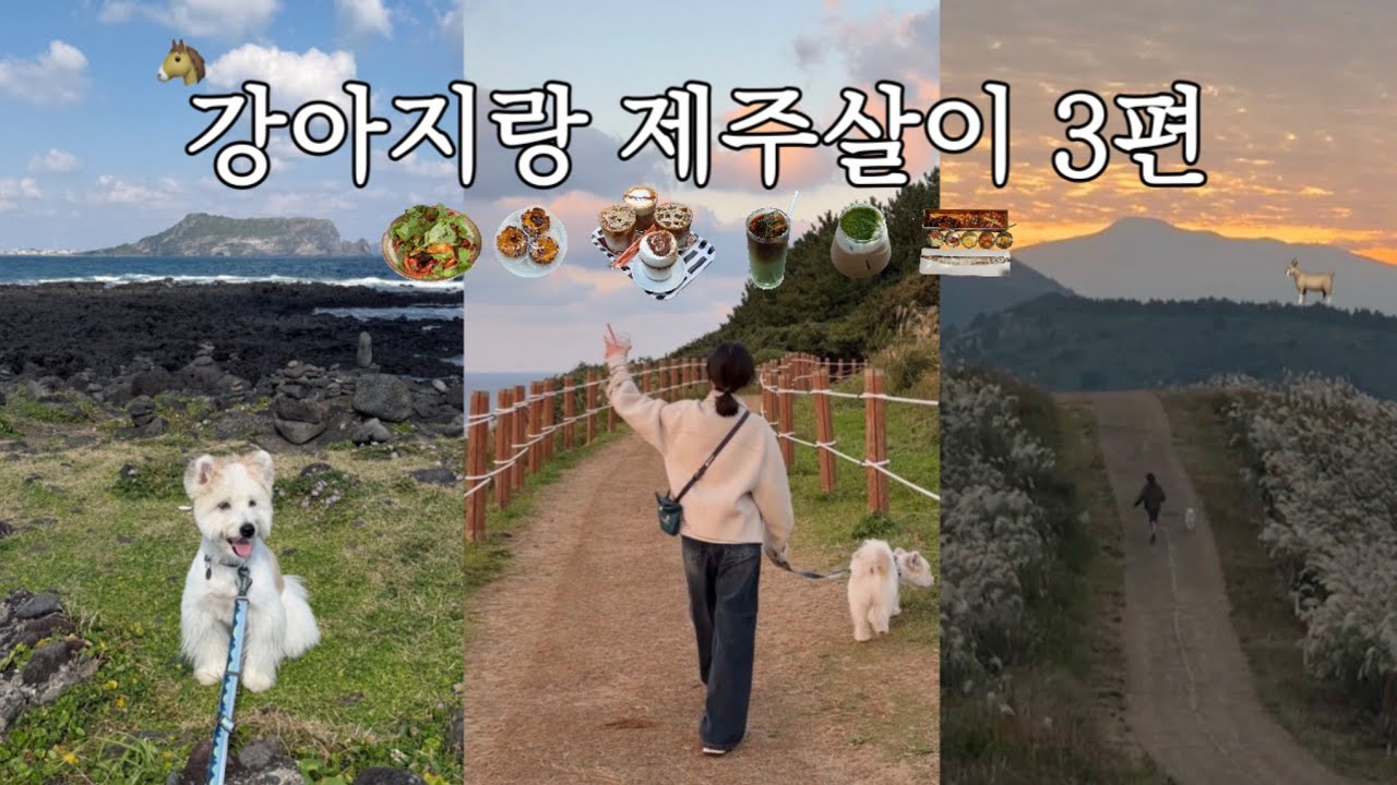 강아지랑 제주 여행, 실패 없는 1박 2일 동쪽 코스 추천🍊