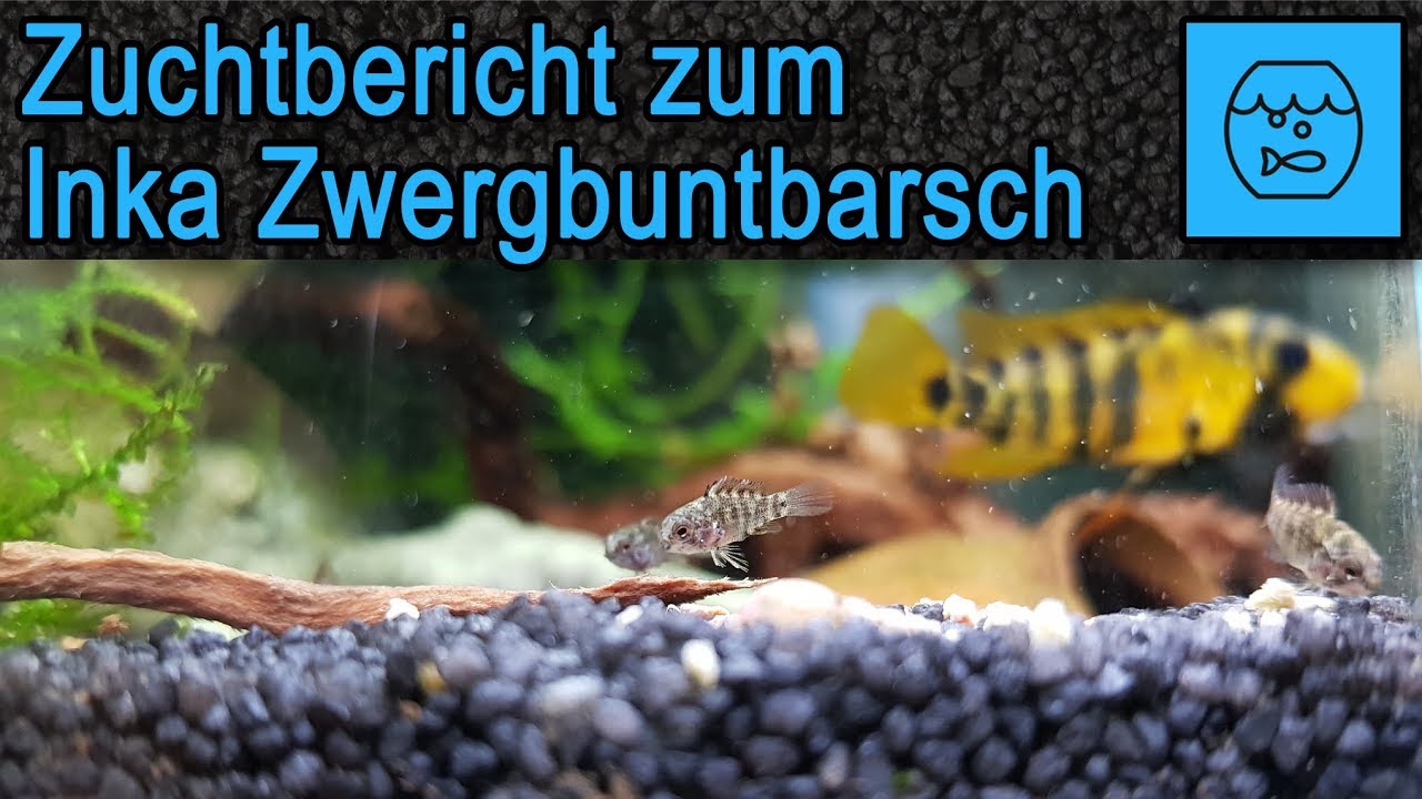 Apistogramma baenschi Zuchtbericht - Bericht zur Paarung des Inka Zwergbuntbarsch- Hobby Fischzucht