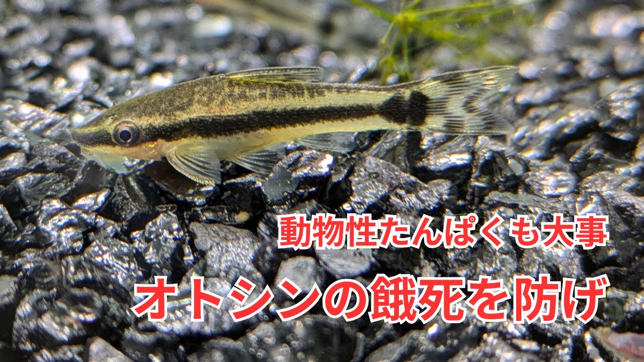 オトシンクルスの餓死を防ごう！