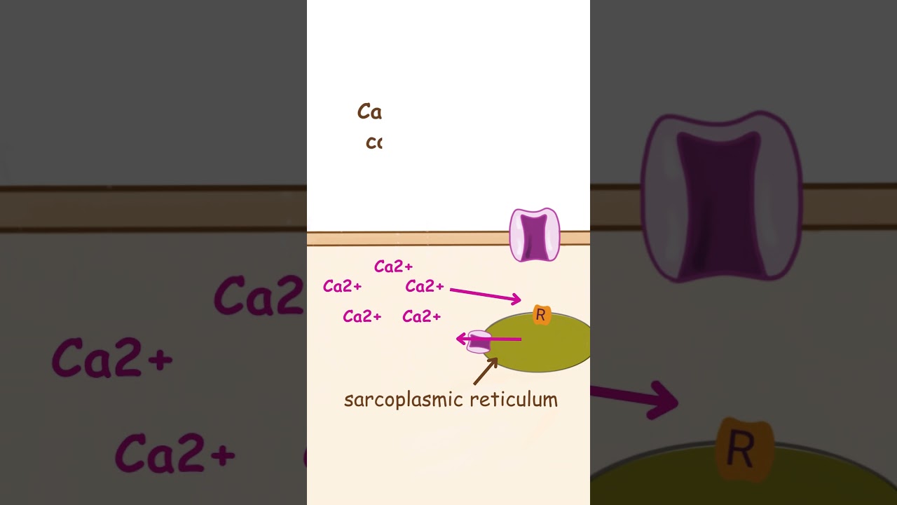 How does the Muscle Cell contract? #muscle #musclecontraction #physiology #medicine #medical #heart