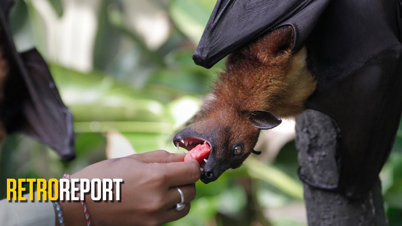 We’re Catching More Diseases From Wild Animals, and It’s Our Fault. | Retro Report