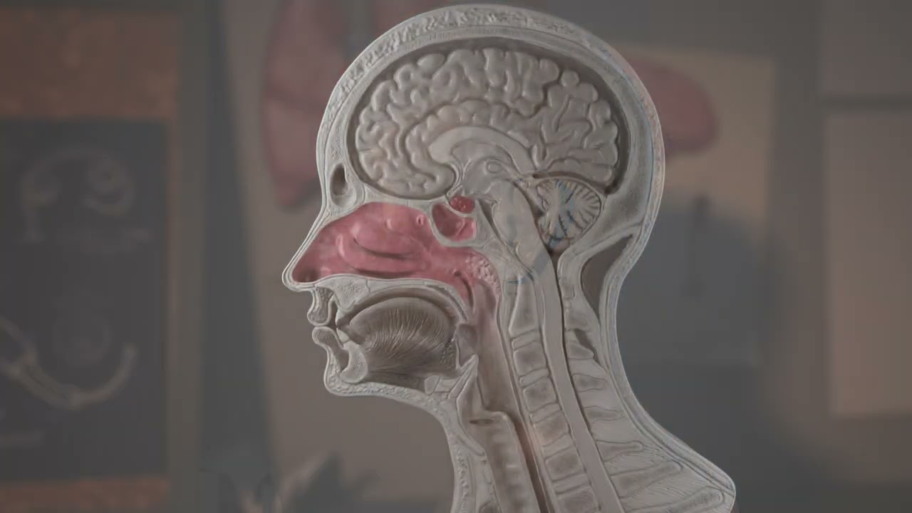 Continuum Robotics: Innovation inspired by Nature