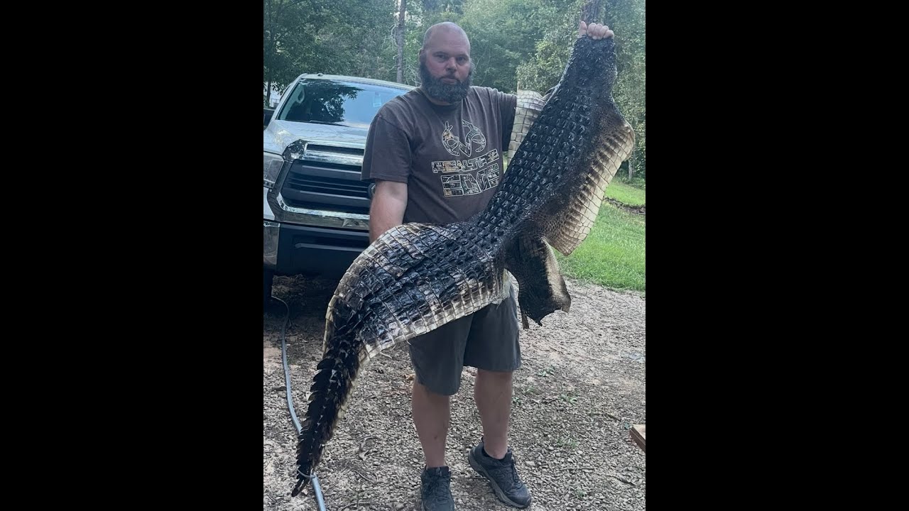 Cheap, Quick & Easy Hide Tanning - Alligator