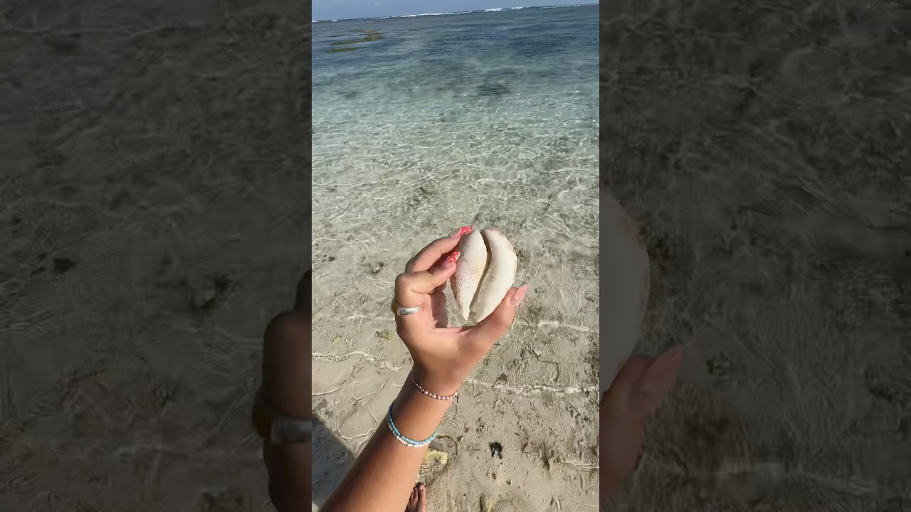 Какие красивые ракушки сегодня! #fyp #ракушки #пляж #ракушки #индонезия #путешествие #перевозка #...