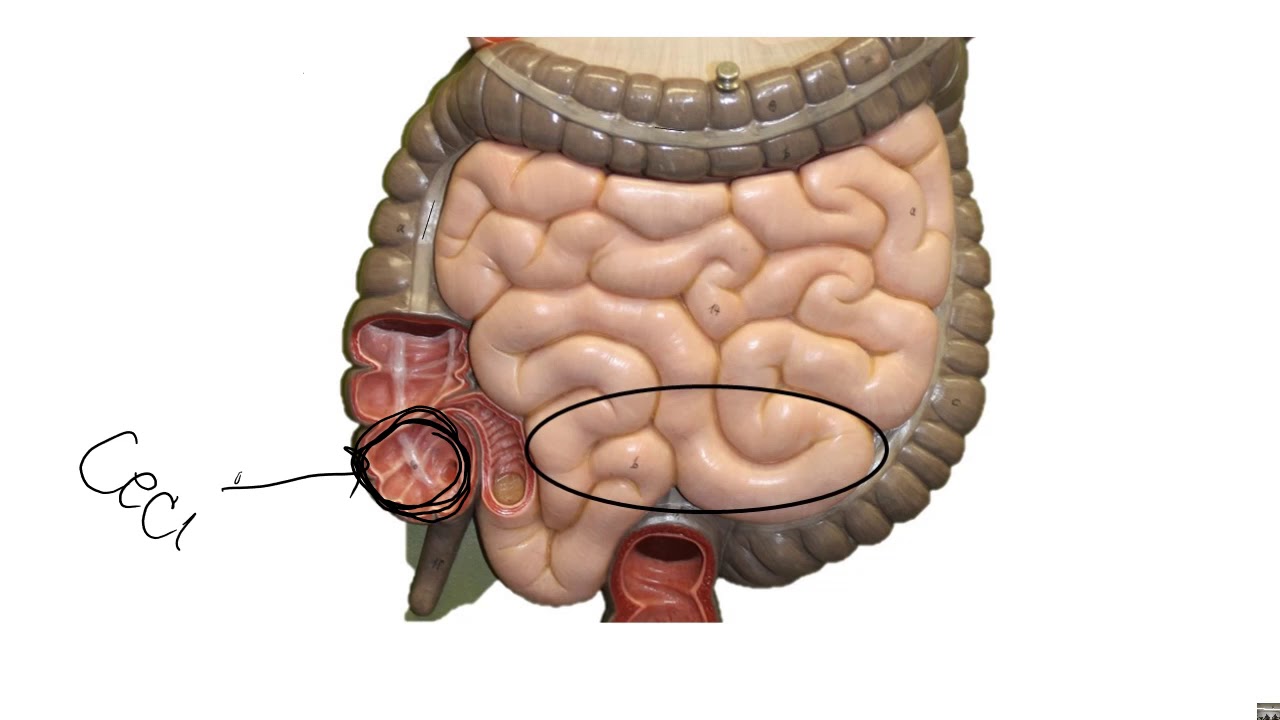 Respiratory & Digestive Lab Exam Practice