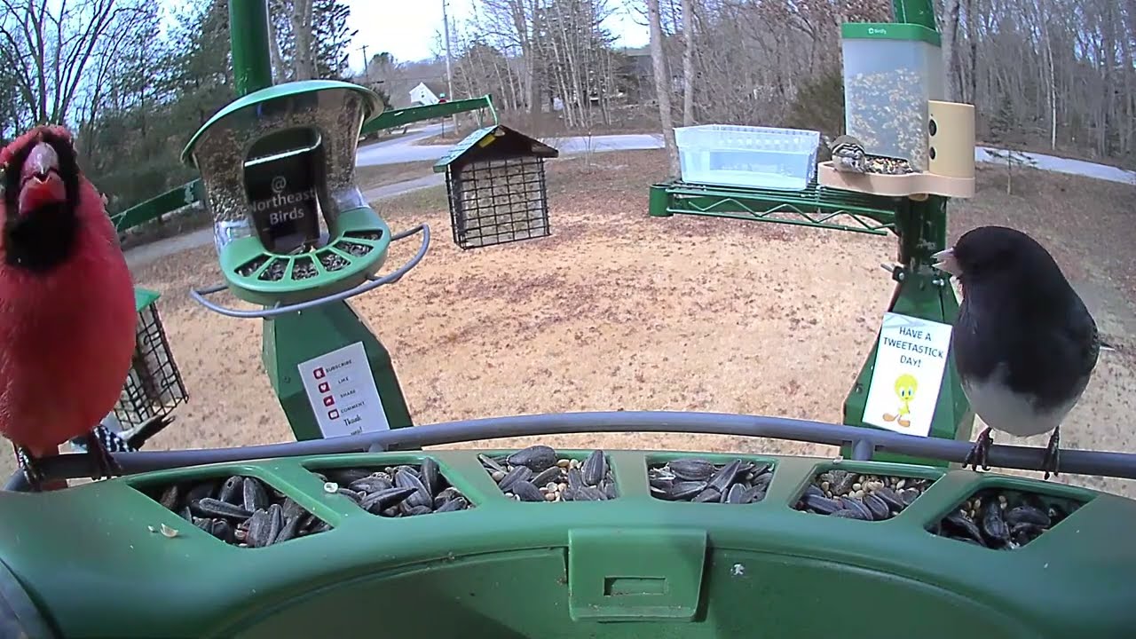 Super Triple Feeder Live in New England! Cardinals, Juncos, Finch, Sparrow, Doves Woodpeckers, Jays!