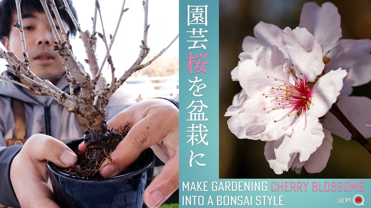 園芸用の桜を盆栽風に植え替える～旭山桜と御殿場桜～【盆栽Q】