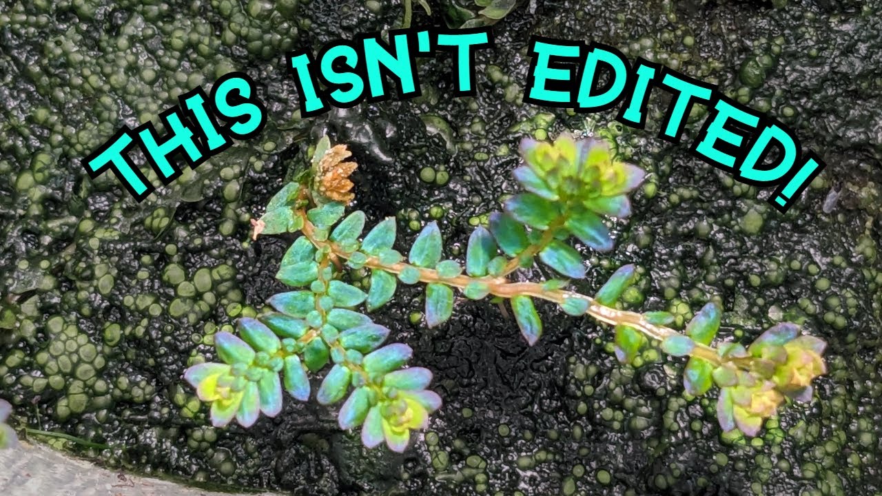 Secrets to Growing and Propagating Peacock Moss!